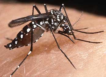 La chikungunya y el país